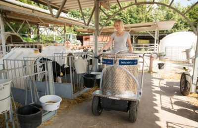 Dieses Bild zeigt eine Landwirtin mit MilchTaxi im KälberGarten. Sie dosiert Milch in einen Saugeimer.
