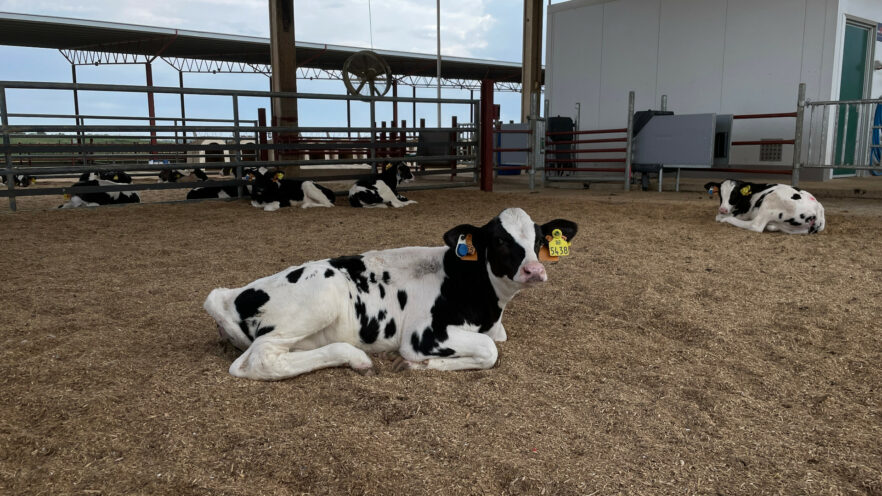 Kalb liegt zufrieden in der Bucht