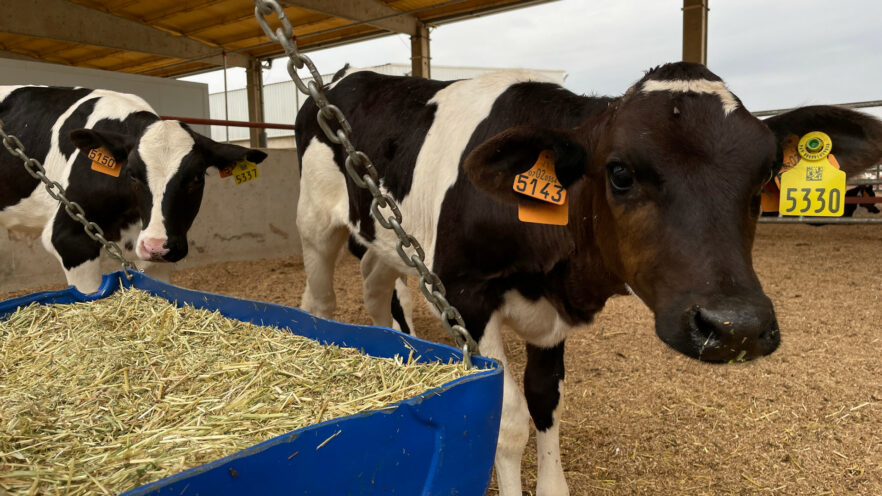 Kalb am Strohtrog